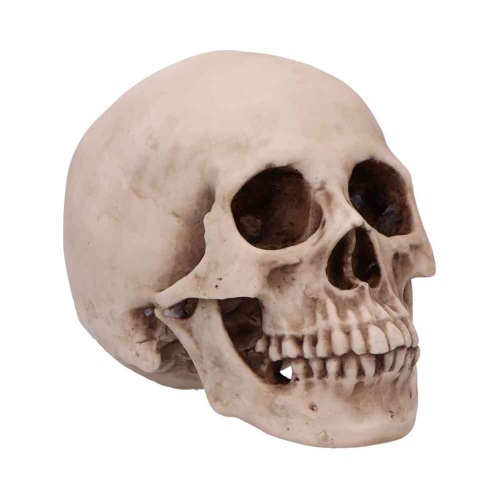 Nemesis Now - Craniology 16cm Figurine - Skull - Cream